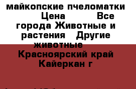  майкопские пчеломатки F-1  › Цена ­ 800 - Все города Животные и растения » Другие животные   . Красноярский край,Кайеркан г.